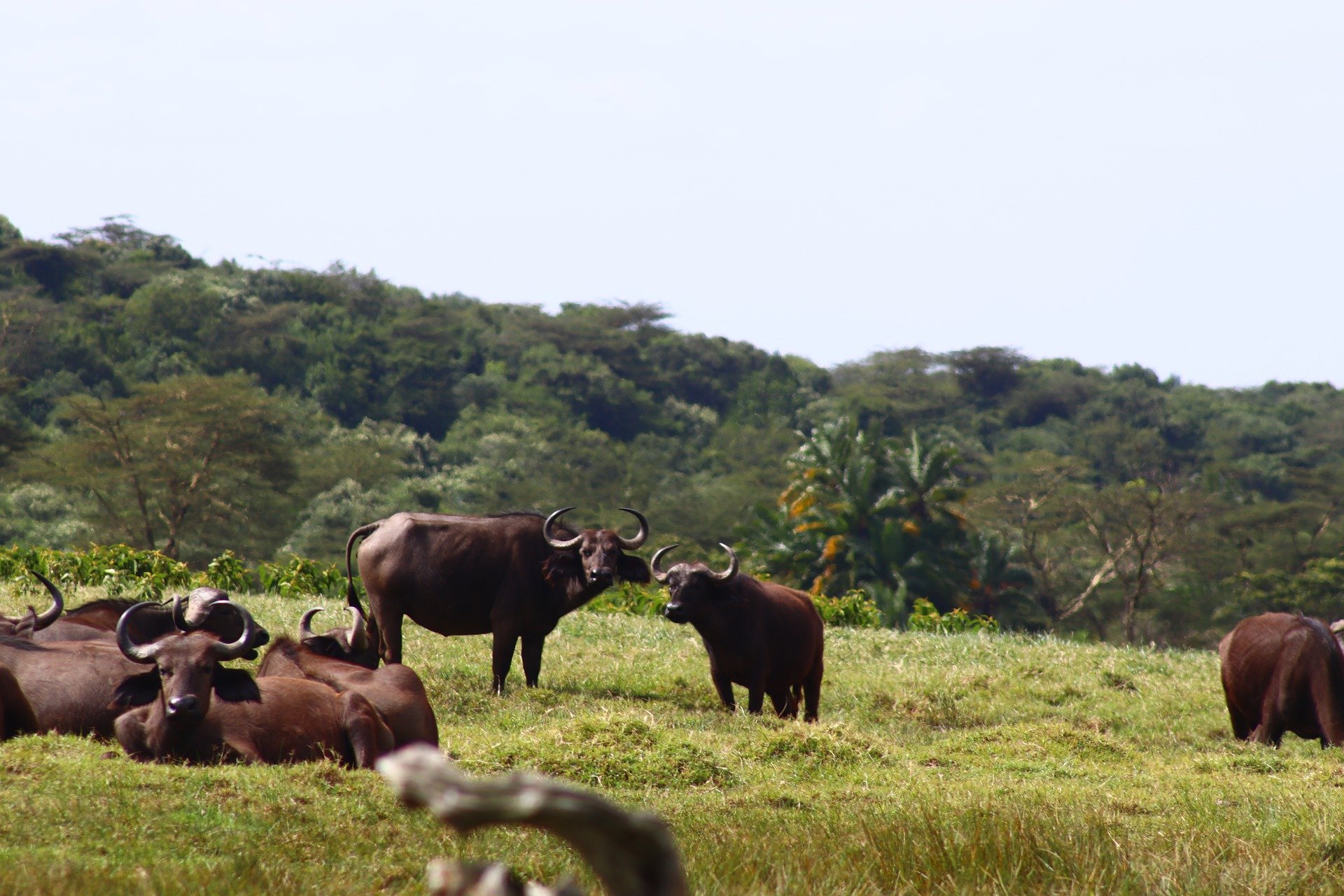 Buffaloes in Arusha National Park