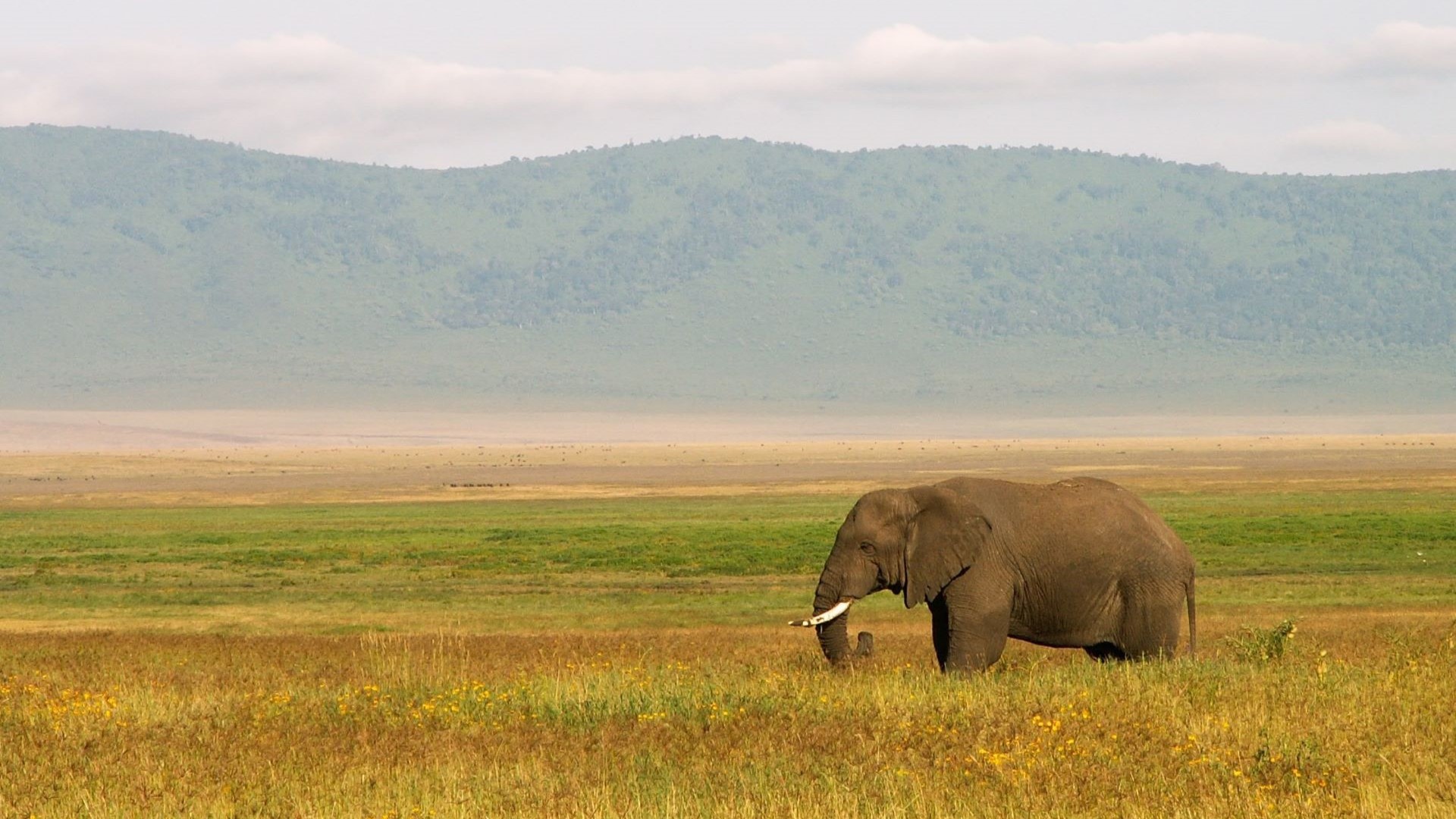 Ekephant in Tanzania Savannah Land