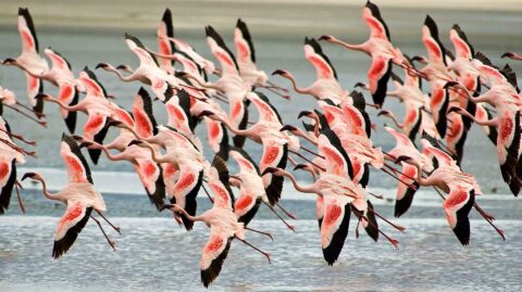 Lake Manyara National Park Day Trip