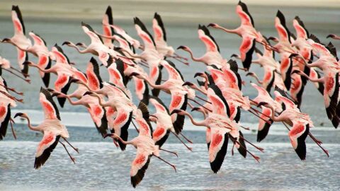 Wildlife Photographic Safari, 5 Days