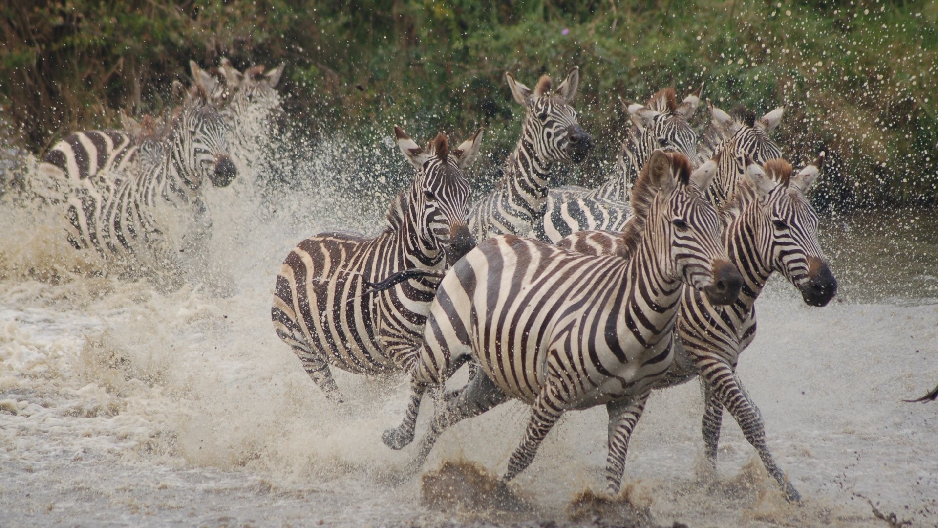 Zebras running away from predator in Ngorongoro crater