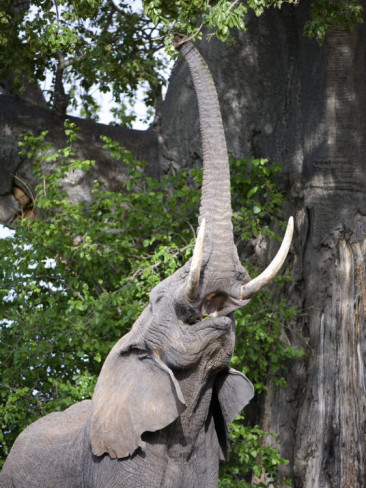 African Elephant reaching for baobab tree leaves tarangire national park tanzania African Elephant reaching for baobab tree leaves tarangire national park tanzania