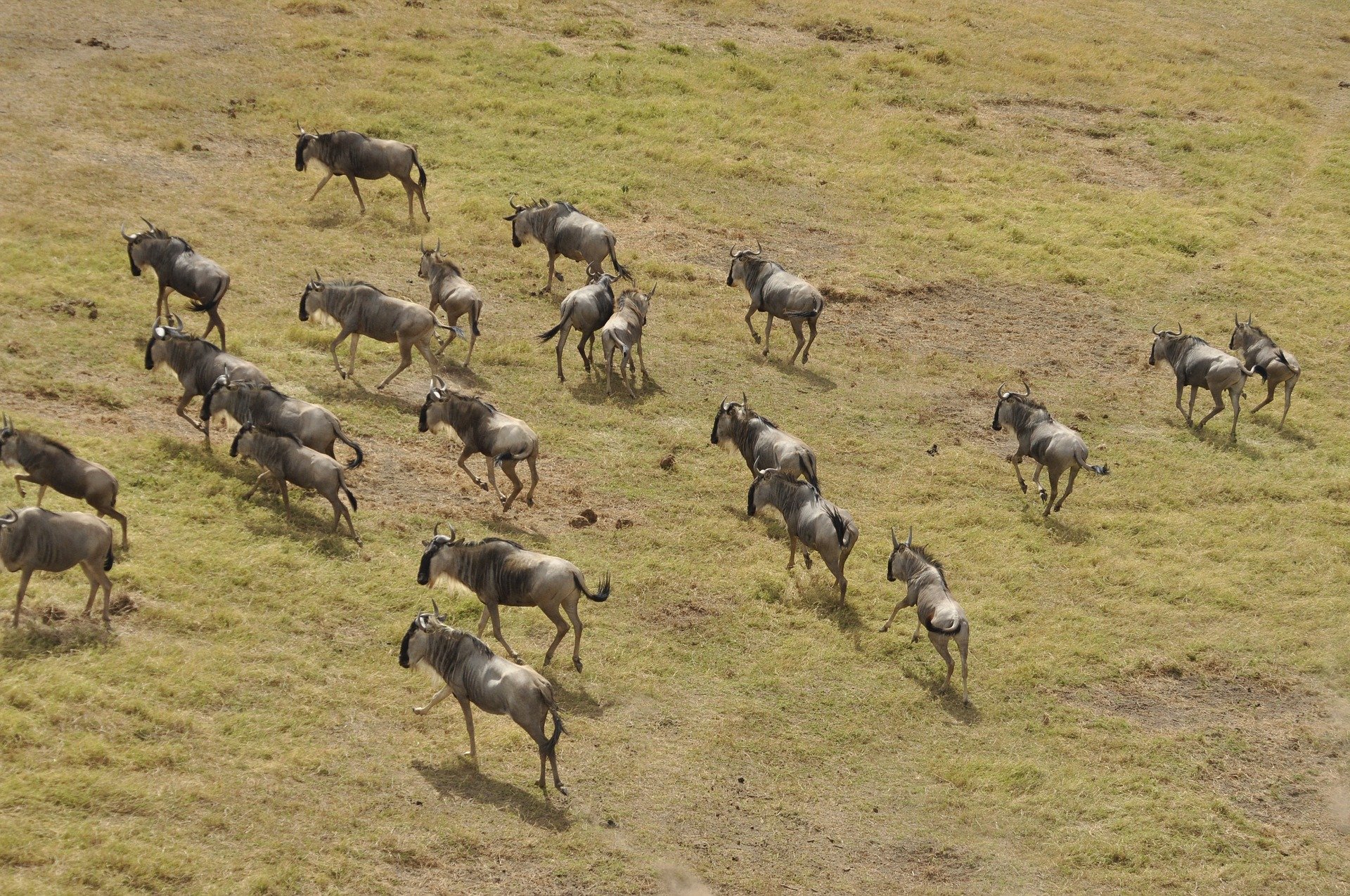 Serengeti Wildebeest Migration Aerial Photo