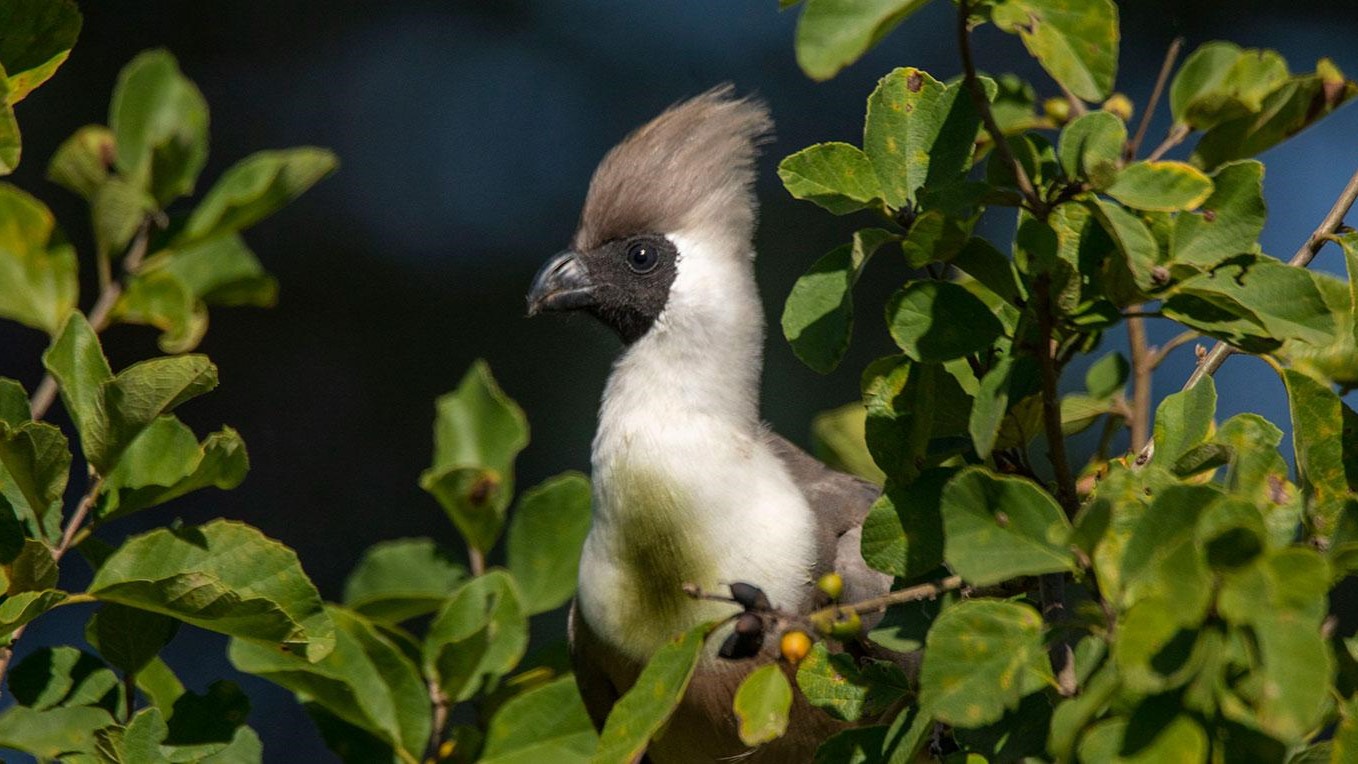 Tarangire National Park Bird Watching Tarangire National Park Bird Watching