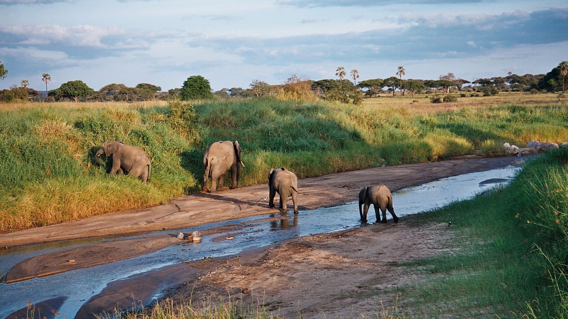 Tarangire Rivers Tarangire Rivers