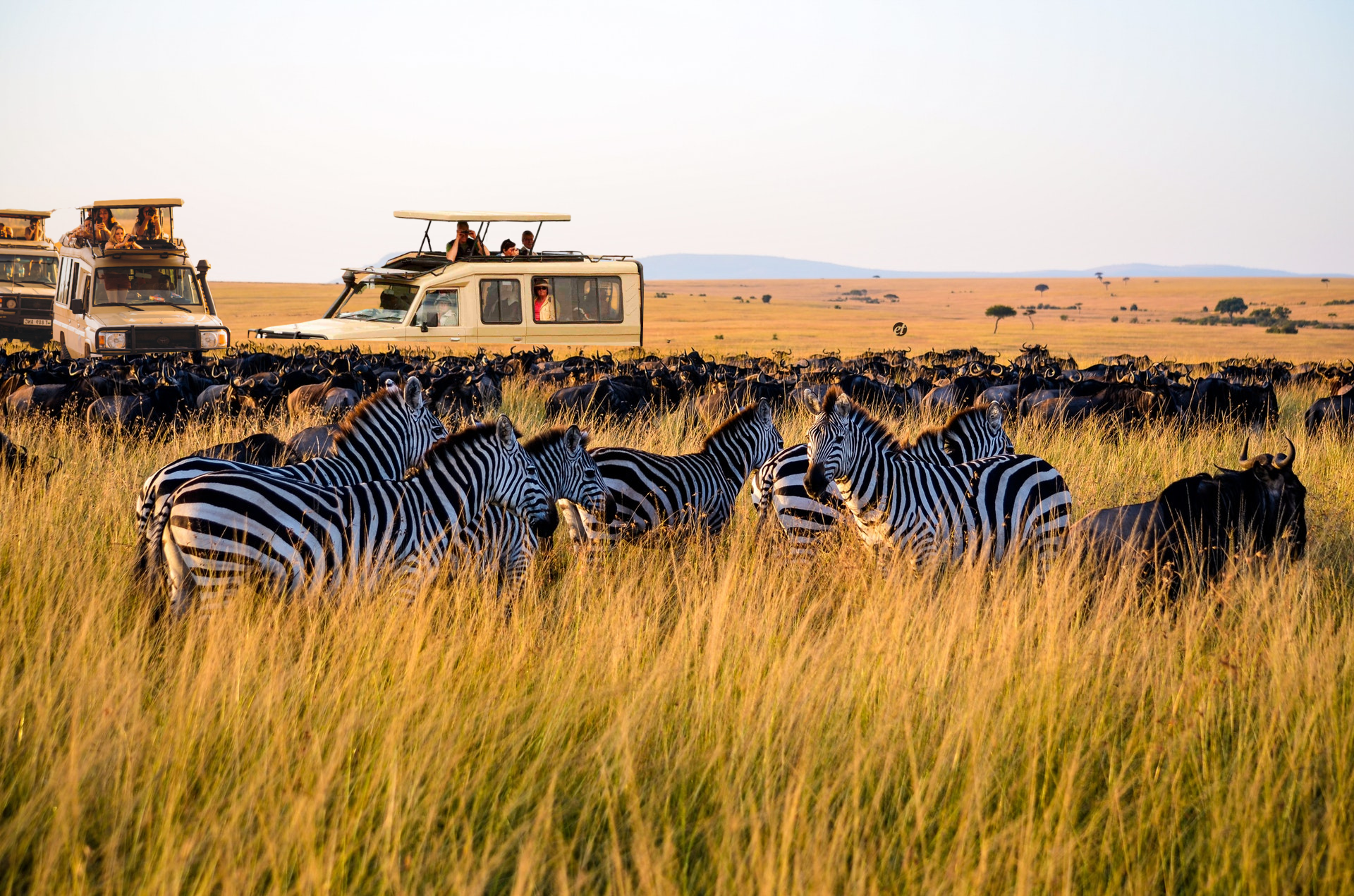 Elephant in Serengeti