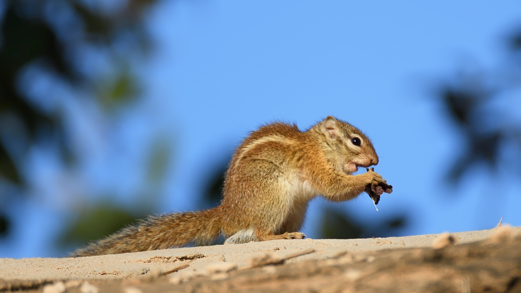 Bush Squirrel in Nyerere National Park