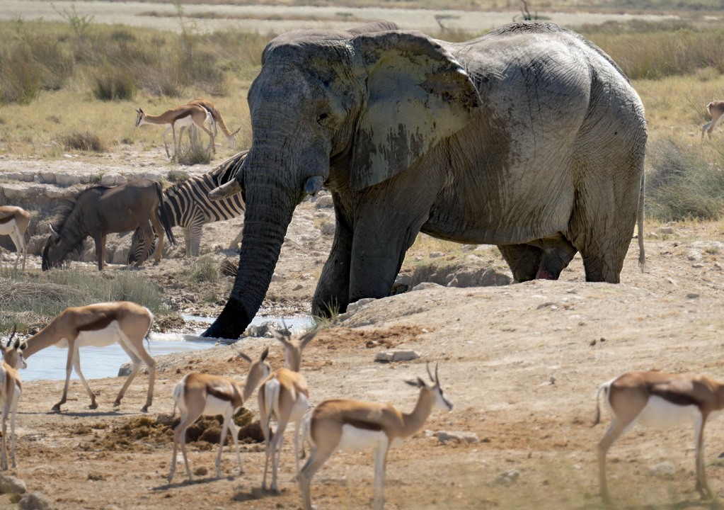 Elephant and Antelopes in Nyerere national park