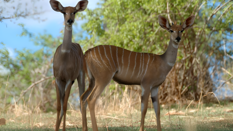 Ruaha National Park