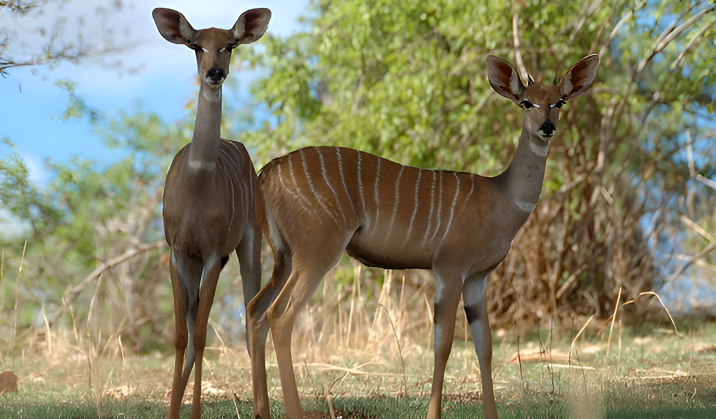 Kudu in Ruaha National Park Safari