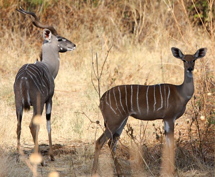 Kudu Antelope in Ruaha National Park