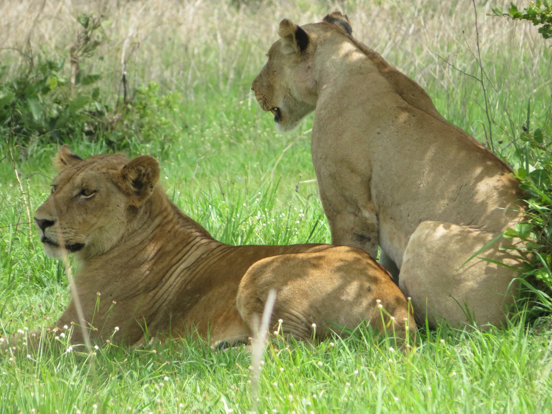Lions in Mikumi National Park