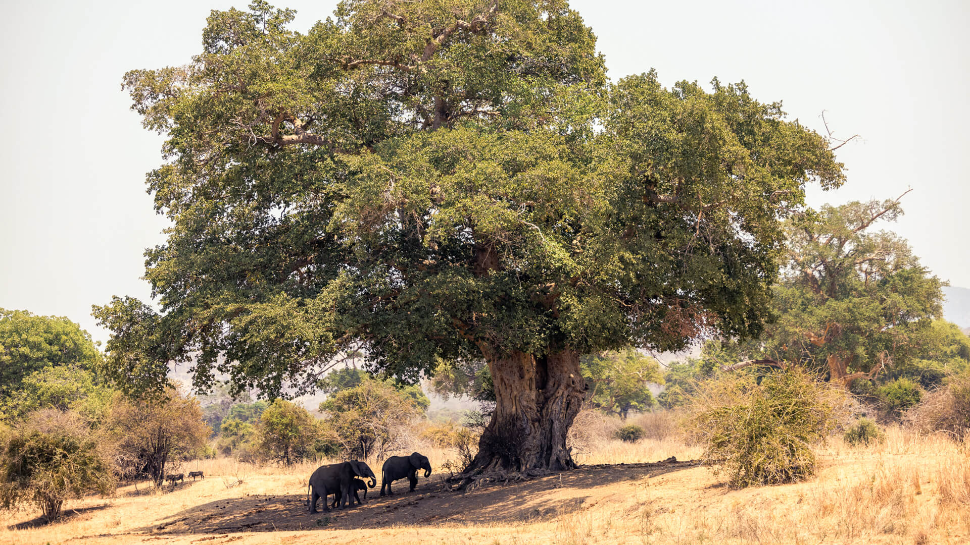 baobab trees and elephant in ruaha national park