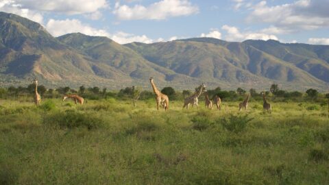 Mkomazi National Park