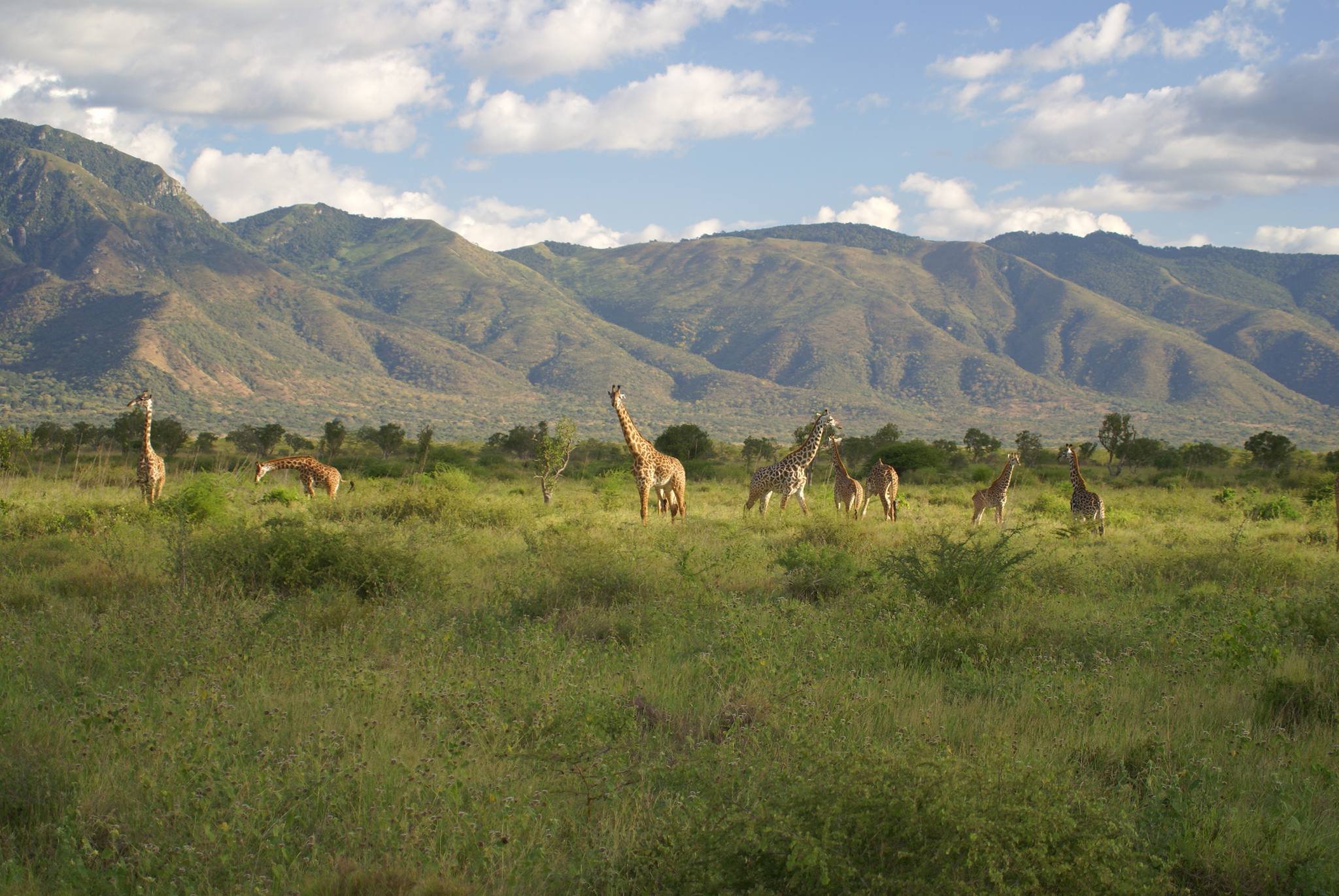 Giraffes in Mkomazi National Park