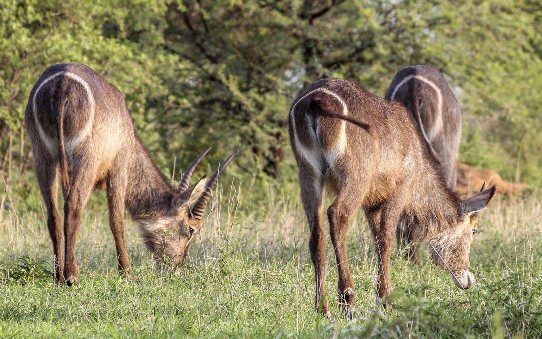 11‑Day Southern Tanzania Grand Wilderness Safari Itinerary