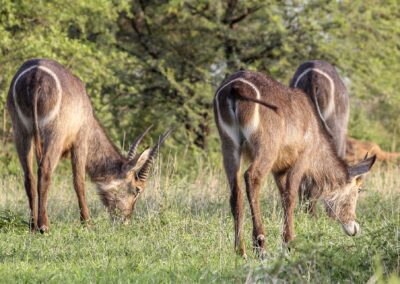 Kudus in Ruaha National Park