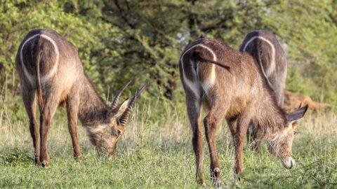 11‑Day Southern Tanzania Grand Wilderness Safari Itinerary
