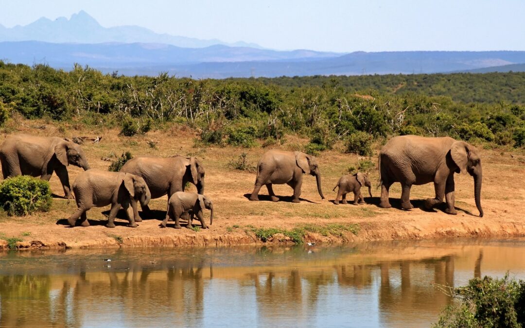 14‑Day Southern Tanzania Grand Circuit Safari Itinerary
