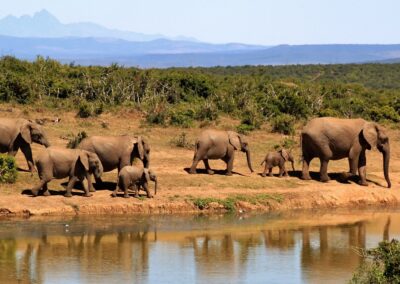 Southern Tanzania Safari