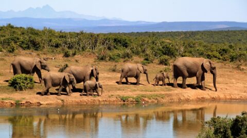 14‑Day Southern Tanzania Grand Circuit Safari Itinerary
