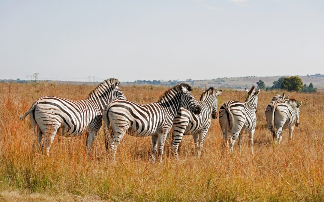 7‑Day Southern Tanzania Classic Wildlife Safari