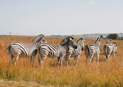 Zebra in Mikumi National Park