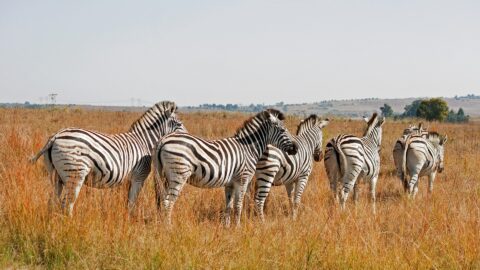 7‑Day Southern Tanzania Classic Wildlife Safari